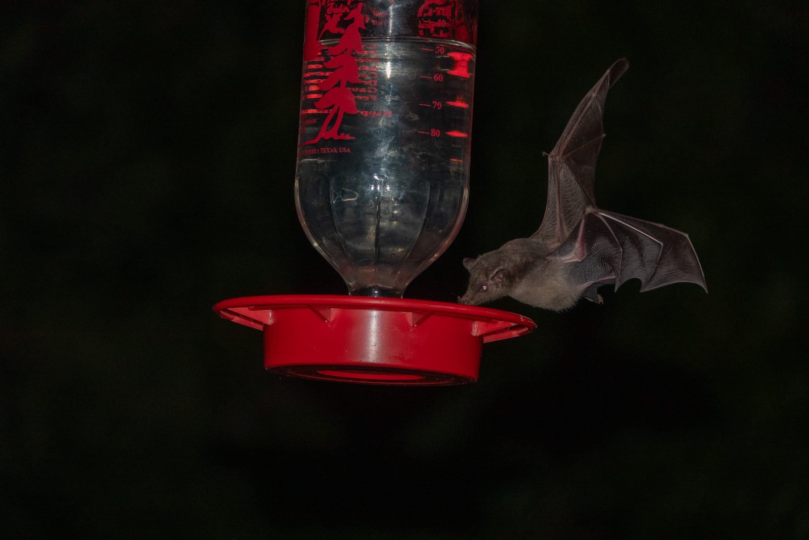 Murciélago en un comedero, de noche