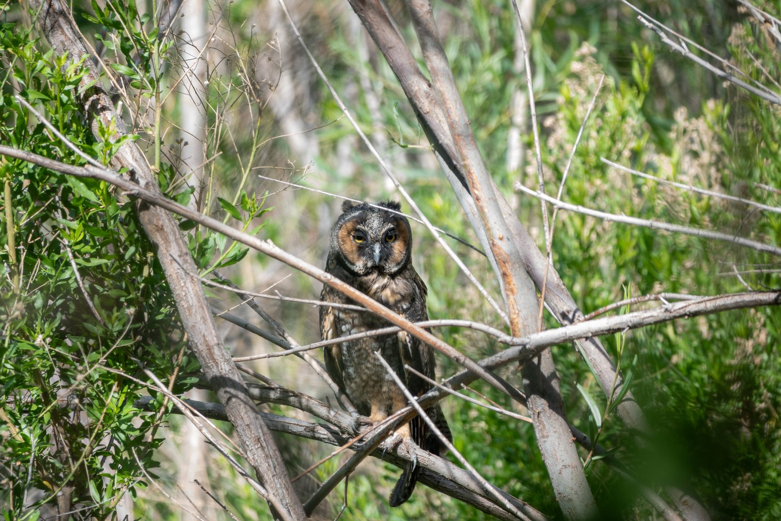 Búho chico (Asio otus)