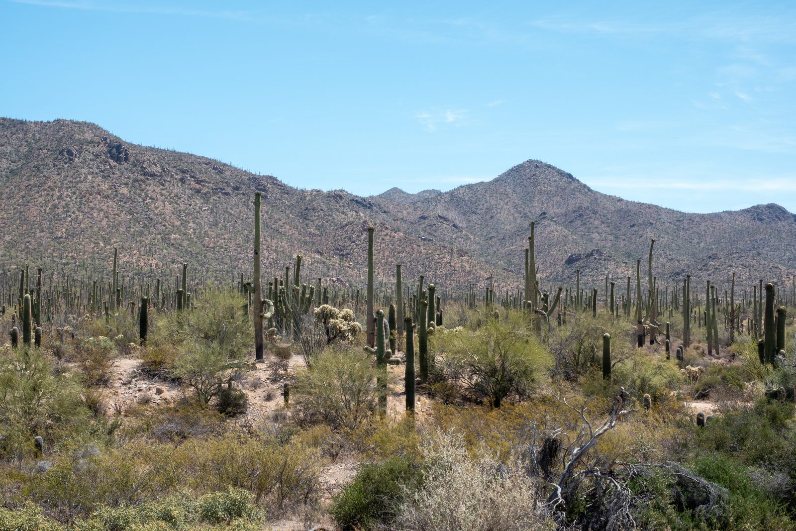 Desierto de saguaros