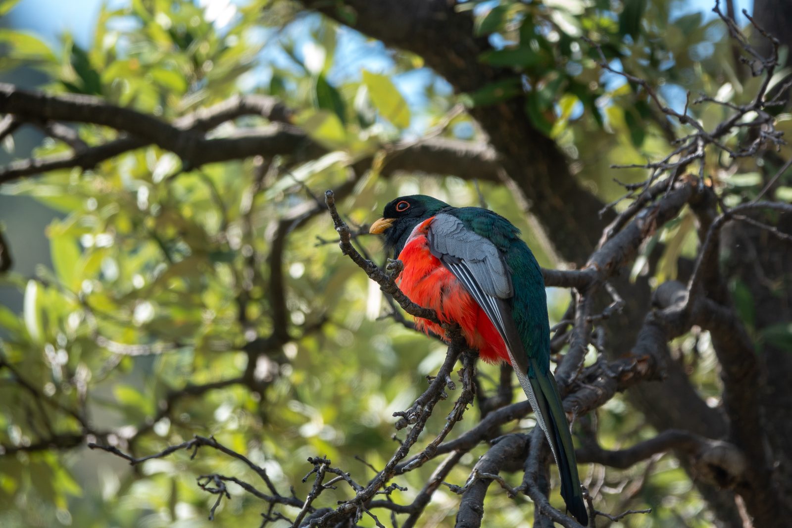 Trogón elegante (Trogon elegans)