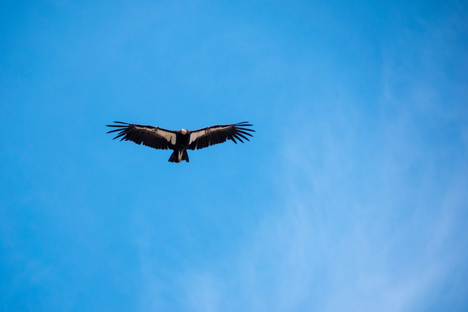 Cóndor de California en vuelo