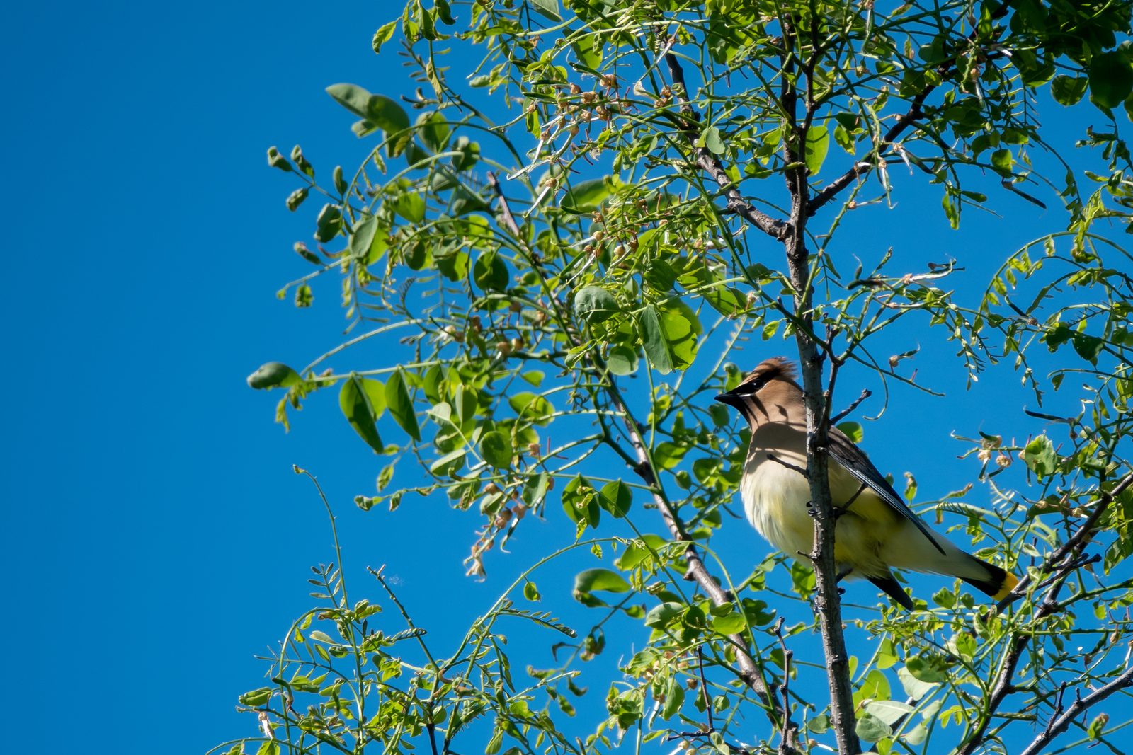 Ampelis americano (Bombycilla cedrorum)