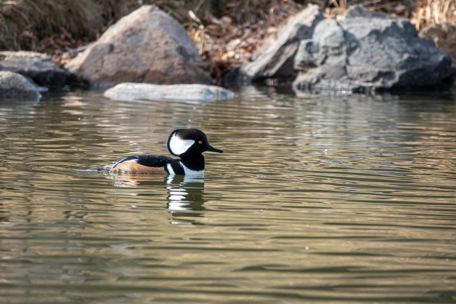 Serreta capuchona (Lophodytes cucullatus)